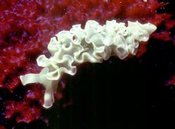 'LETTUCE' Unusual species on blood red sponge - Belize. H... by Rick Tegeler 